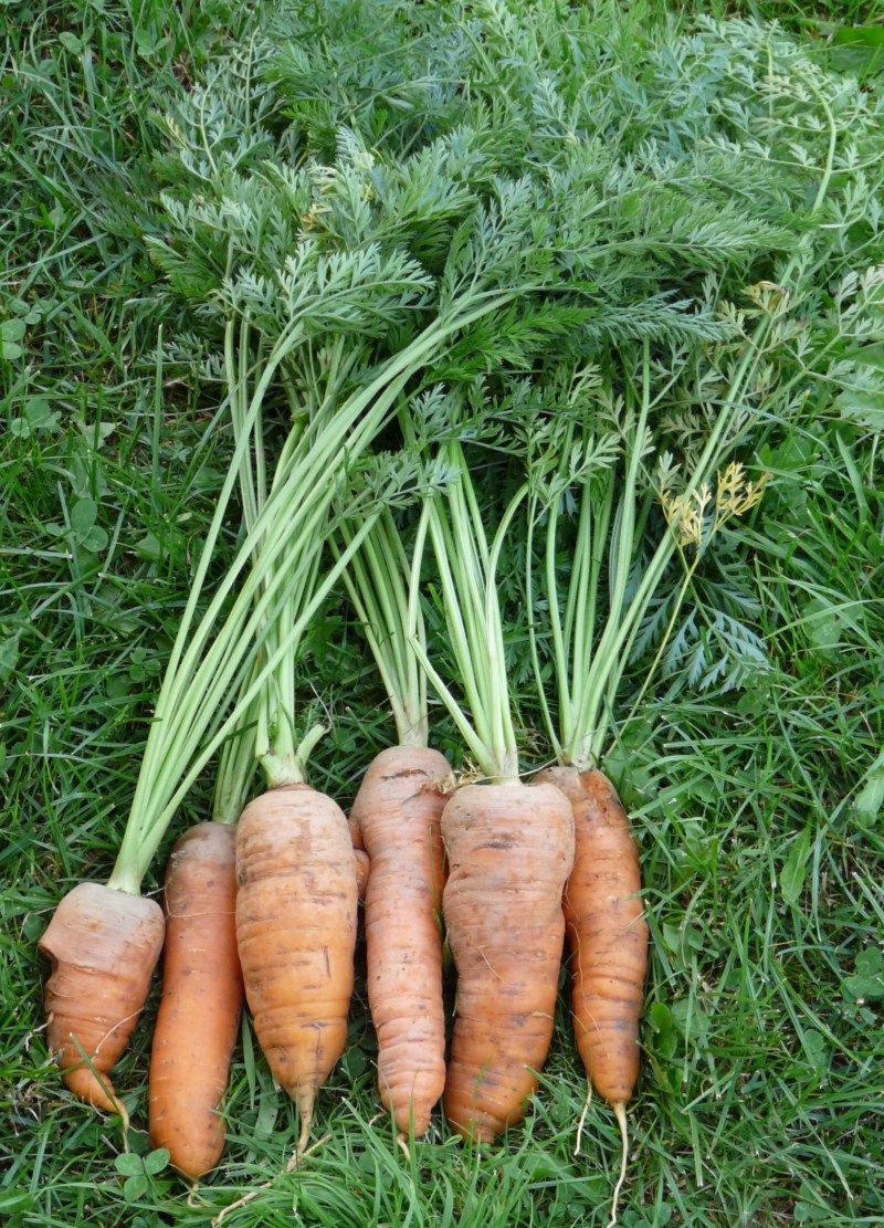 Quand semer pour récolter de belles carottes ? Mon Bio Jardin