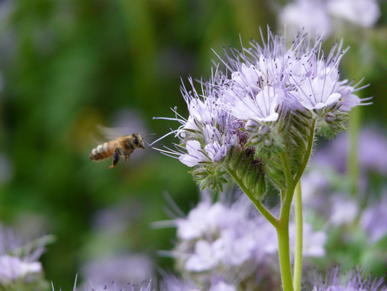 Semer de la phacélie à feuilles de tanaisie comme engrais vert – Mon ...