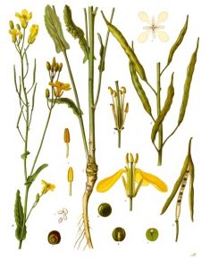 Pousse Colza Semer et récolter du colza – Mon Bio Jardin